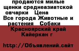 продаются милые щенки среднеазиатской овчарки › Цена ­ 30 000 - Все города Животные и растения » Собаки   . Красноярский край,Кайеркан г.